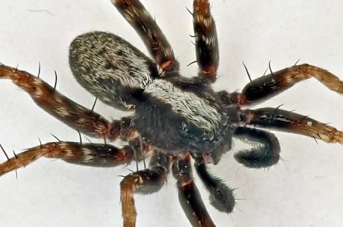 Pardosa sp.